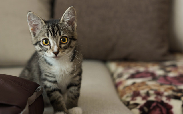Small cat couch pillow bokeh free wallpaper for desktop - medium preview image