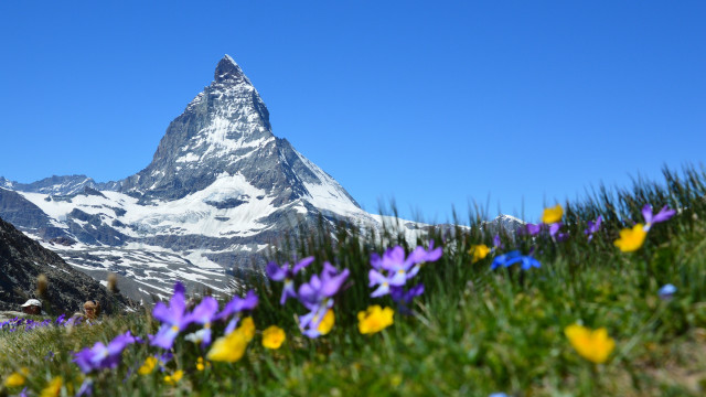 Mountain flowers field blue sky free wallpaper for desktop - medium preview image