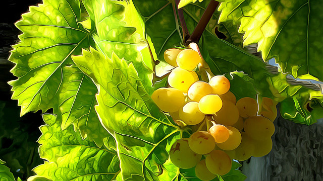 Grapes tree branch forest leaves free wallpaper for desktop - medium preview image