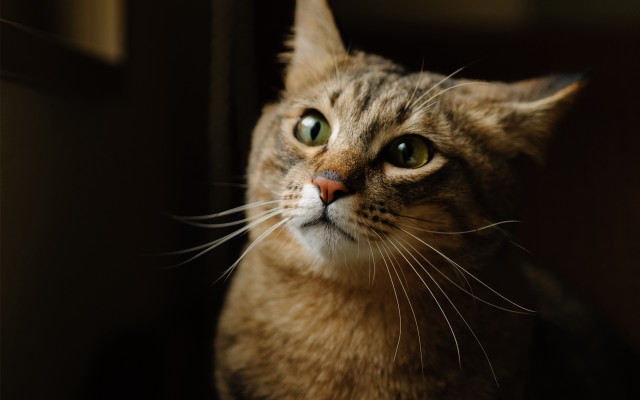 Curious cat green eyes window free wallpaper for desktop - medium preview image