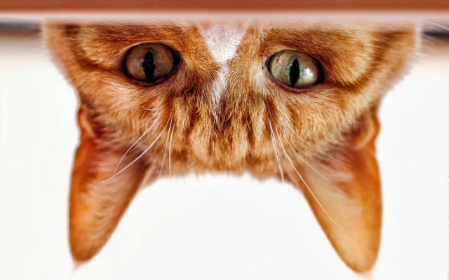 Cat tooth nose macro illusion free wallpaper for desktop - medium preview image