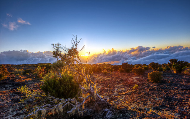 Desert tree sunset clouds mountain free wallpaper for desktop - medium preview image
