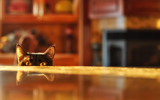 Cat peeking living room bokeh free wallpaper for desktop - medium preview image