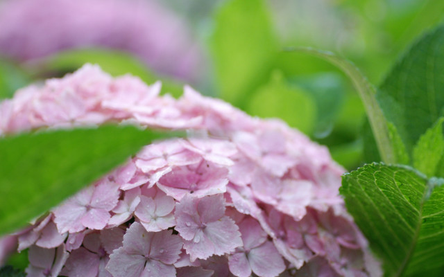 Pink flower green leaves impressionism free wallpaper for desktop - medium preview image