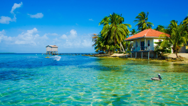 Tropical island bird swimming palm free wallpaper for desktop - medium preview image