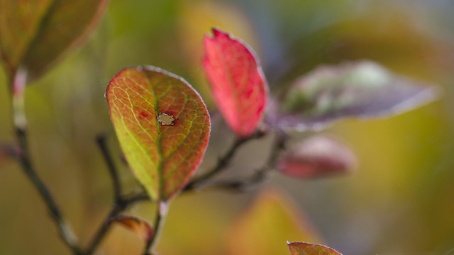 Bug leafy branch sunlight macro free wallpaper for desktop - medium preview image