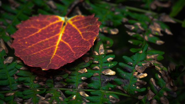 Red leaf on green plant free wallpaper for desktop - medium preview image
