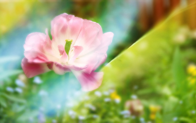 Pink flower field blur lensflare free wallpaper for desktop - medium preview image
