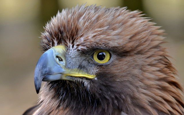 Bird prey yellow beak black #2 free wallpaper for desktop - medium preview image