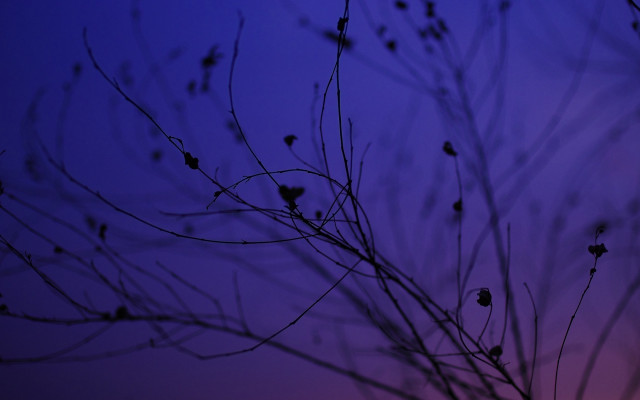Purple sky tree branch leaves free wallpaper for desktop - medium preview image
