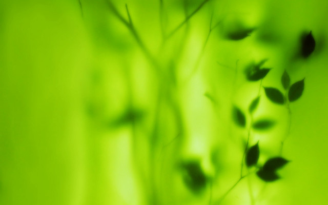 Blurry plant leaves green background free wallpaper for desktop - medium preview image
