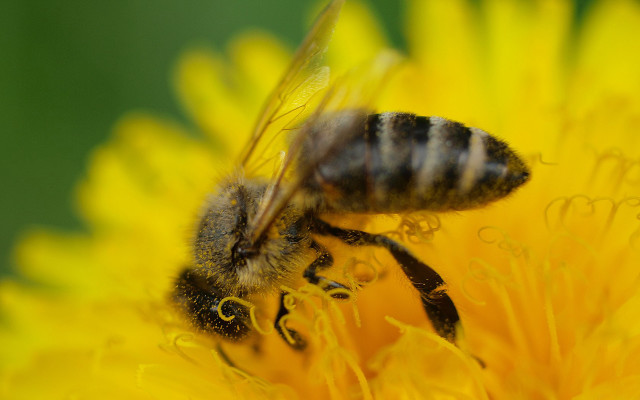 Bee yellowflower macro blurry depthoffield free wallpaper for desktop - medium preview image