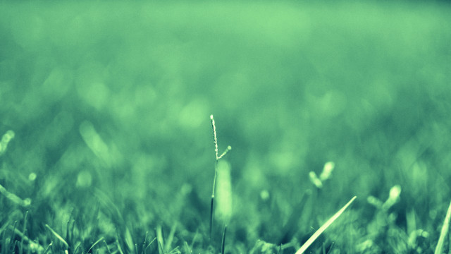 Green grass field single plant free wallpaper for desktop - medium preview image