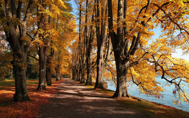 Autumn leaves path by water free wallpaper for desktop - medium preview image