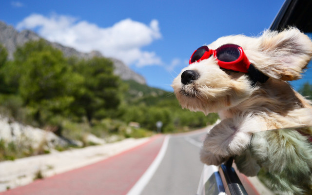 Dog sunglasses driving mountains outdoors free wallpaper for desktop - medium preview image