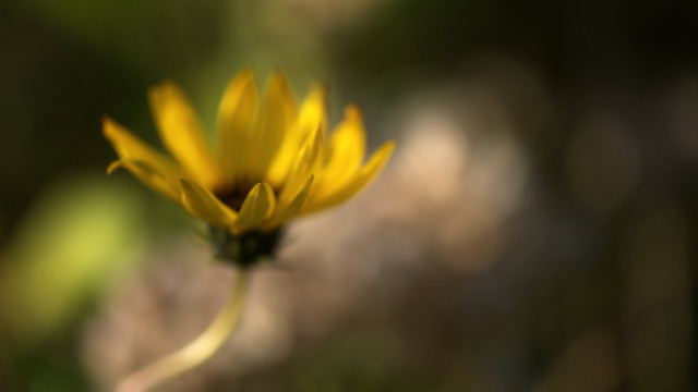 Yellow flower blurry background macro #5 free wallpaper for desktop - medium preview image
