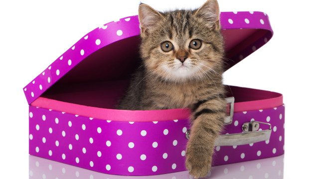 Kitten polka dots suitcase carlos free wallpaper for desktop - medium preview image