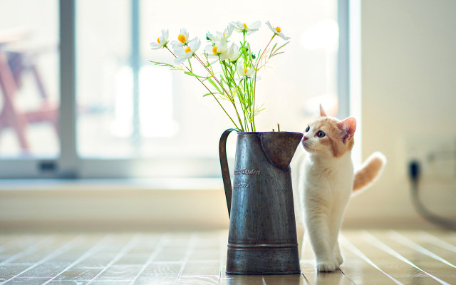 Cat vase flowers floor window free wallpaper for desktop - medium preview image