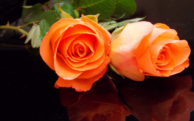 Orange roses water droplets night free wallpaper for desktop - medium preview image