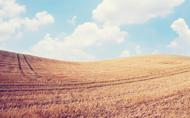 Wheat field sky clouds city free wallpaper for desktop - medium preview image