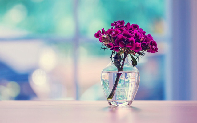 Vase purple flowers table window #3 free wallpaper for desktop - medium preview image