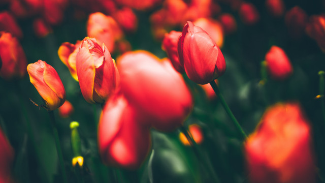 Red tulips autumn blurry shallow free wallpaper for desktop - medium preview image