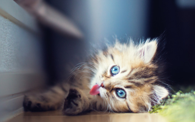 Kitten floor head wall paw free wallpaper for desktop - medium preview image