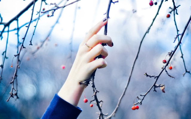 Person reaching berry branch blurry free wallpaper for desktop - medium preview image