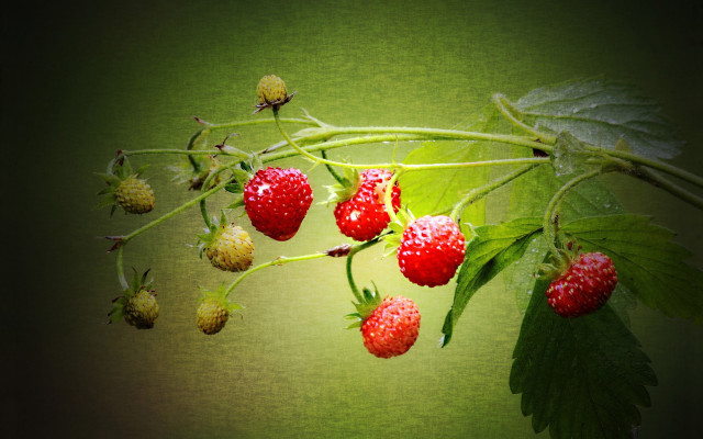 Strawberries branch leaves green background free wallpaper for desktop - medium preview image