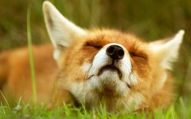 Dog grass resting eyes blurred free wallpaper for desktop - medium preview image