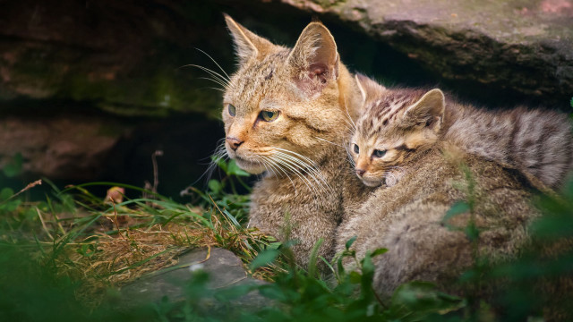 Two cats grass nature outdoors free wallpaper for desktop - medium preview image
