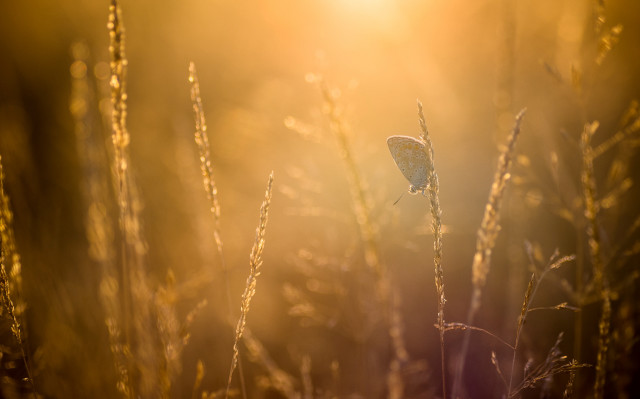 Butterfly grass sunset city horizon free wallpaper for desktop - medium preview image