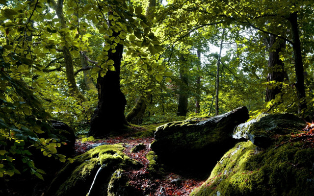 Mossy forest rocks trees nature free wallpaper for desktop - medium preview image