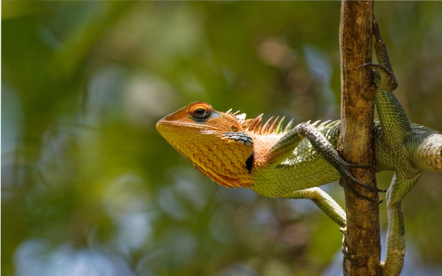 Lizard sitting on branch blurry free wallpaper for desktop - medium preview image