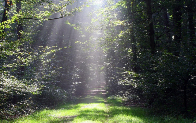 Woodland path sunbeams trees grass free wallpaper for desktop - medium preview image