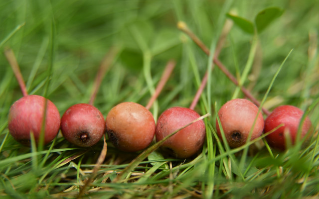 Red berries green grass blurry free wallpaper for desktop - medium preview image