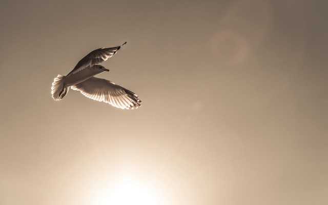 Bird sky sun flying feathers free wallpaper for desktop - medium preview image