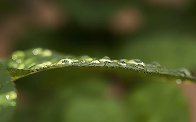 Green leaf water droplets macro #7 free wallpaper for desktop - medium preview image