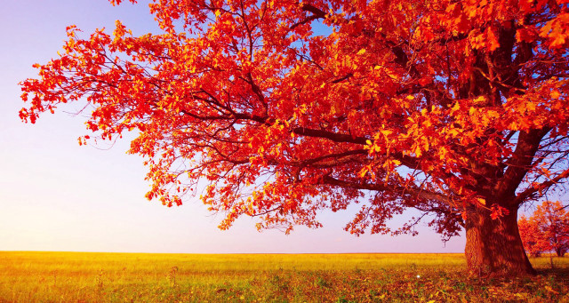 Autumn tree red leaves grassy free wallpaper for desktop - medium preview image