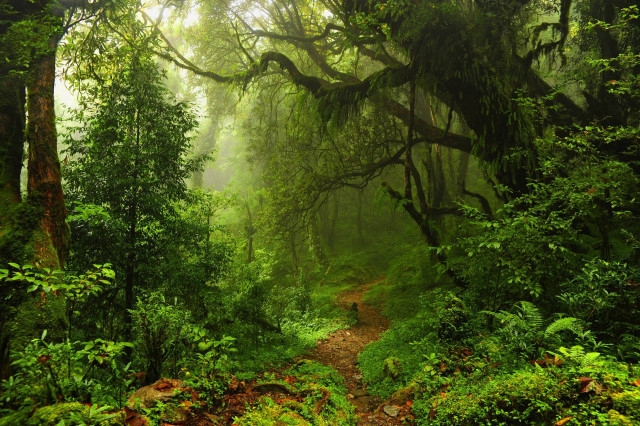 Forest path nature trail trees free wallpaper for desktop - medium preview image