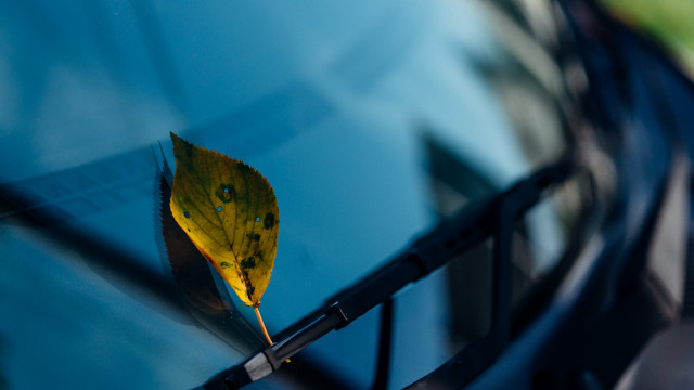 Leaf reflection minimalism stilllife underwater free wallpaper for desktop - medium preview image