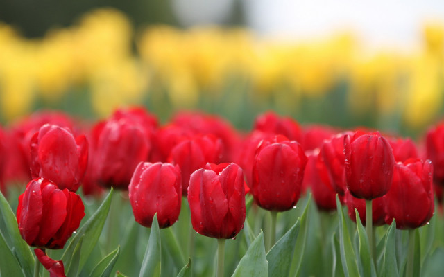 Red tulips yellow background bokeh free wallpaper for desktop - medium preview image