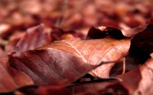 Leaves closeup autumn macro blurry free wallpaper for desktop - medium preview image