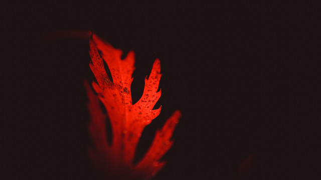 Red flower macro glowing colors free wallpaper for desktop - medium preview image
