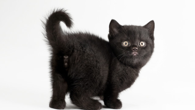 Black kitten surprised tail white free wallpaper for desktop - medium preview image