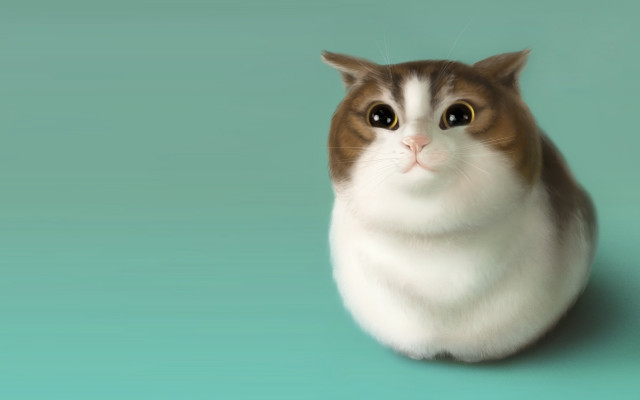 Surprised cat blue green background free wallpaper for desktop - medium preview image