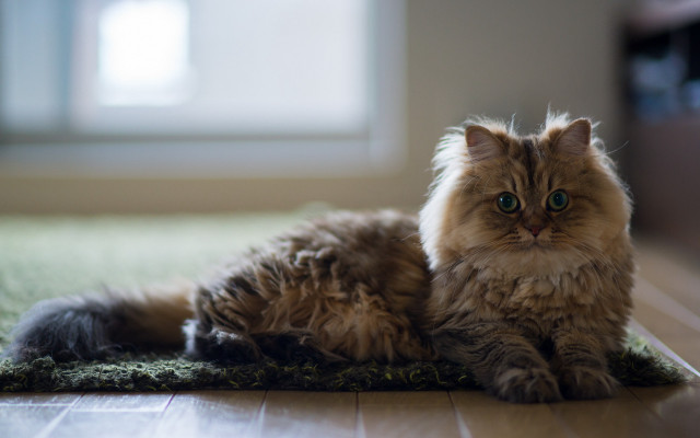 Fluffy cat rug room window free wallpaper for desktop - medium preview image