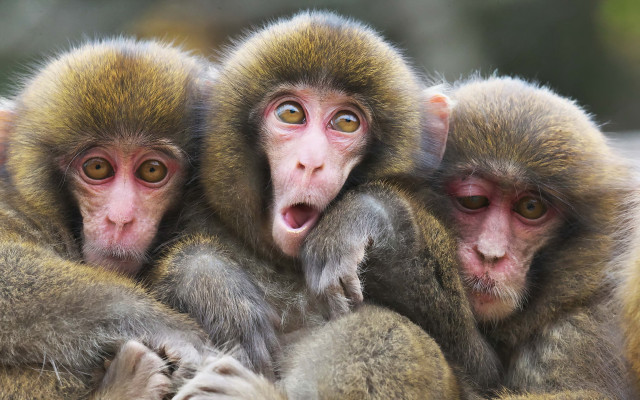 Three monkeys making faces yellow free wallpaper for desktop - medium preview image
