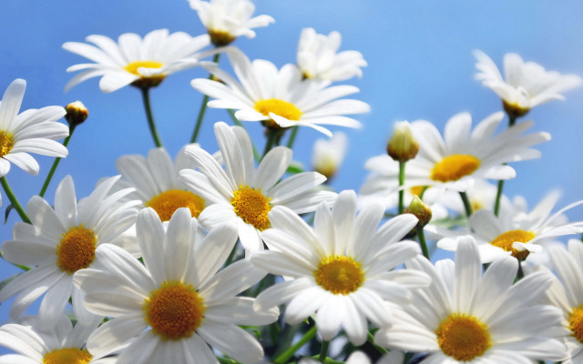 Daisy blue sky macro flower free wallpaper for desktop - medium preview image