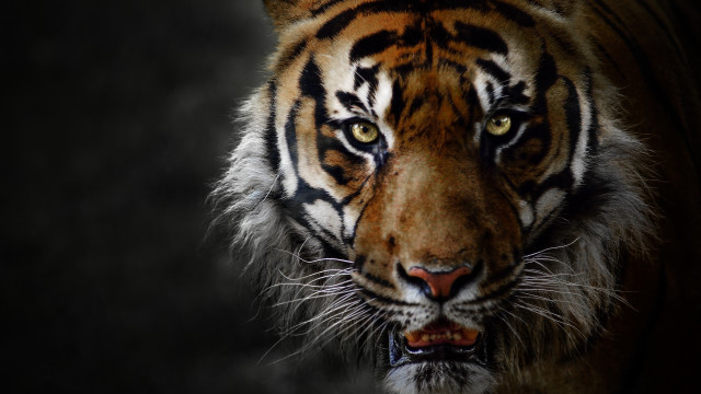 Tiger black background white stripe #2 free wallpaper for desktop - medium preview image